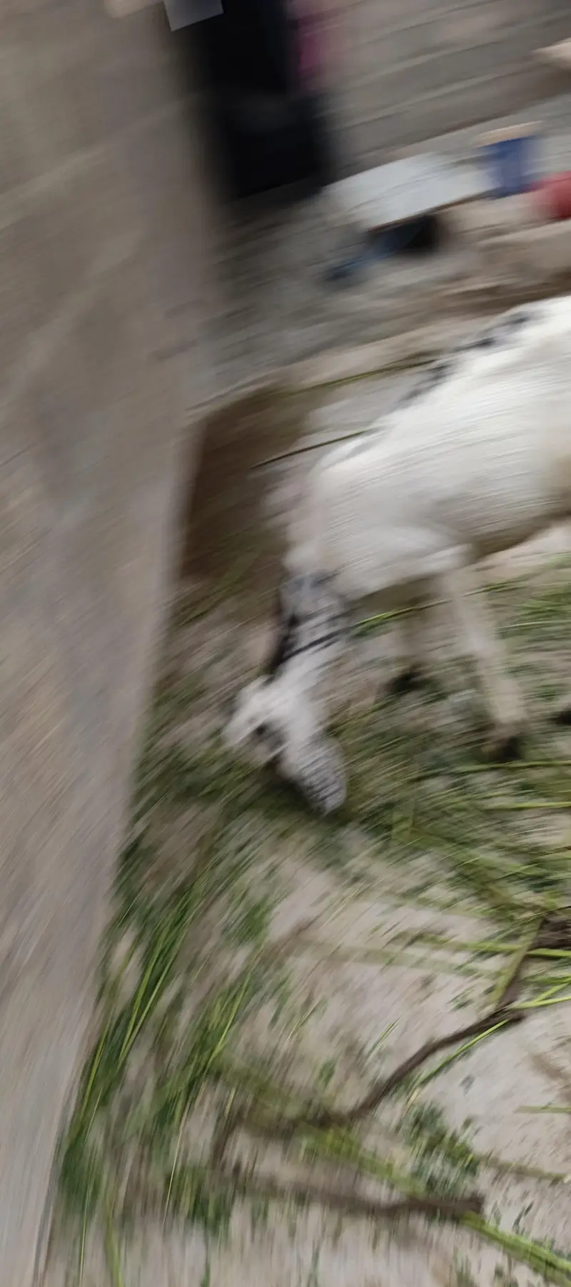 goats for sale — photo 6