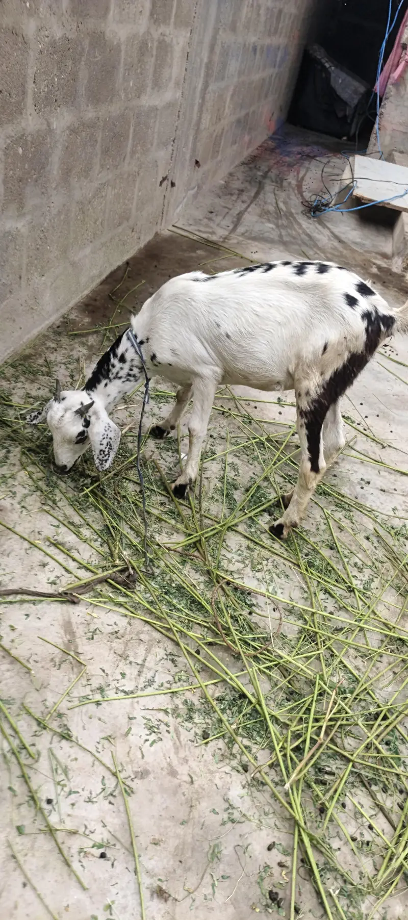 goats for sale — photo 7