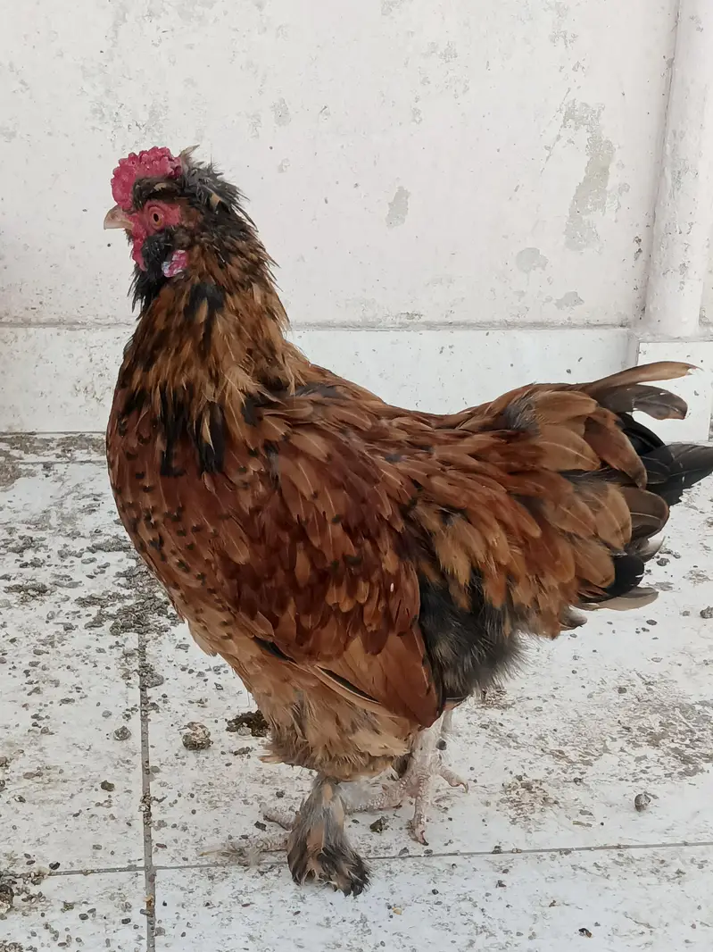 fancy bantams — photo 4