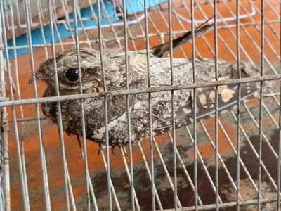 nightjar