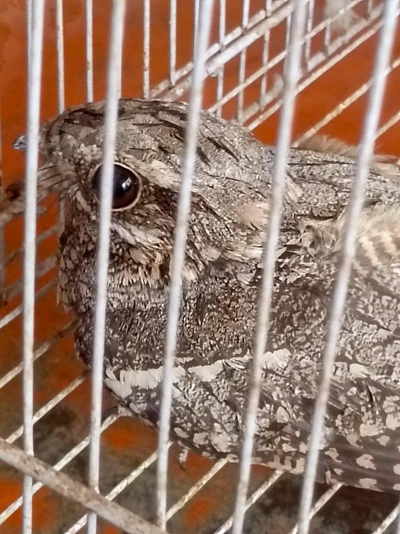 nightjar 1