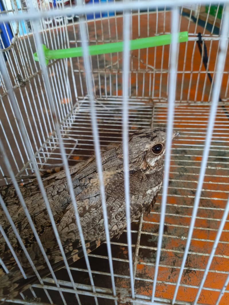 nightjar 4