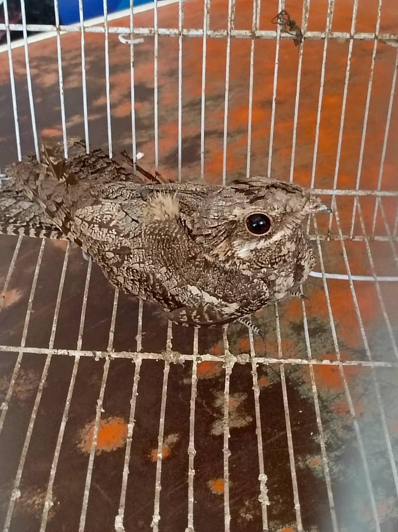 nightjar 5