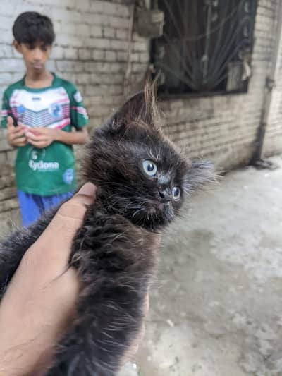 Persian Cat Fully Black Triple Coated