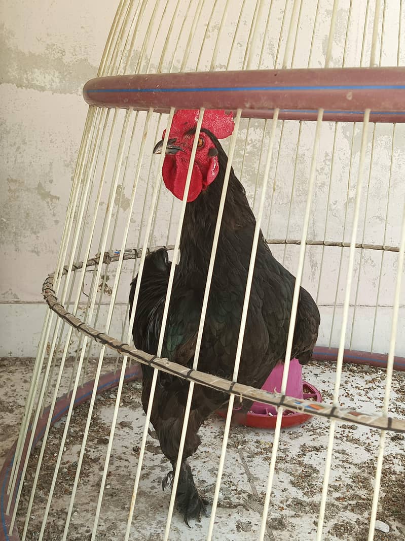 fancy bantams 4