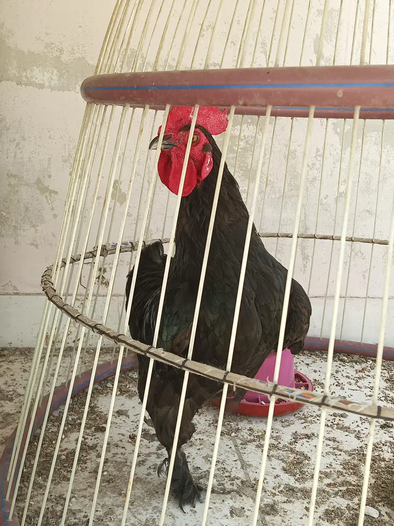 fancy bantams — photo 5