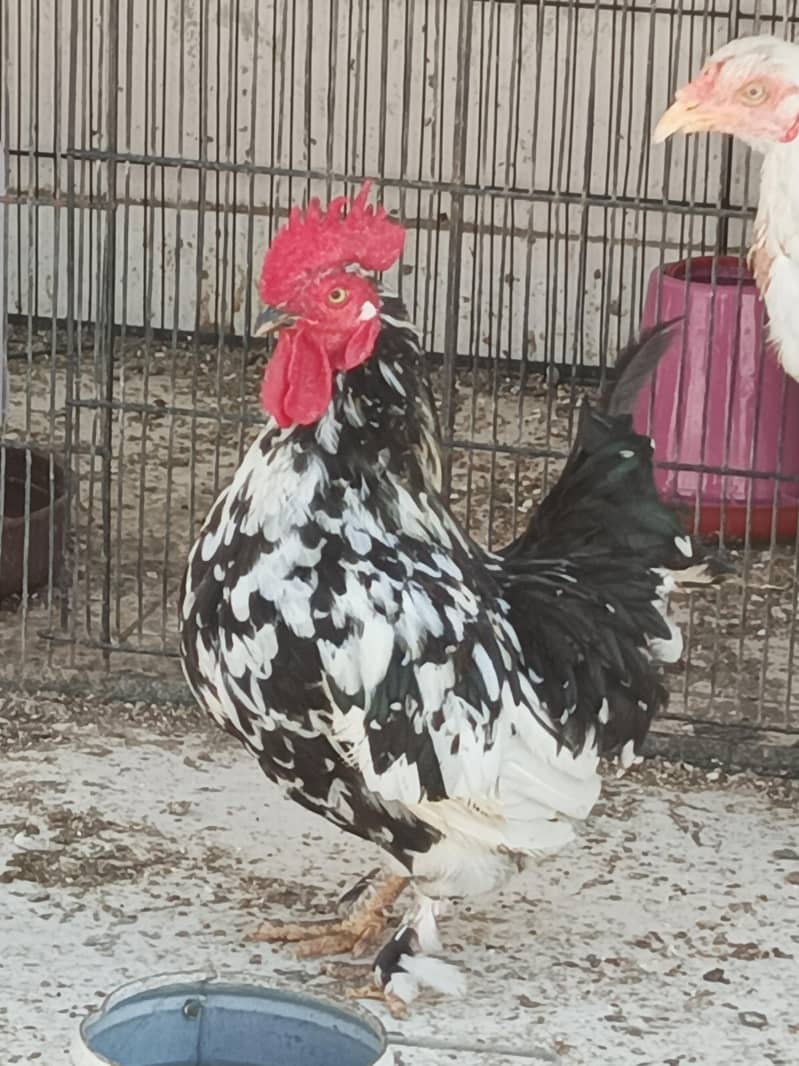 fancy bantams 5