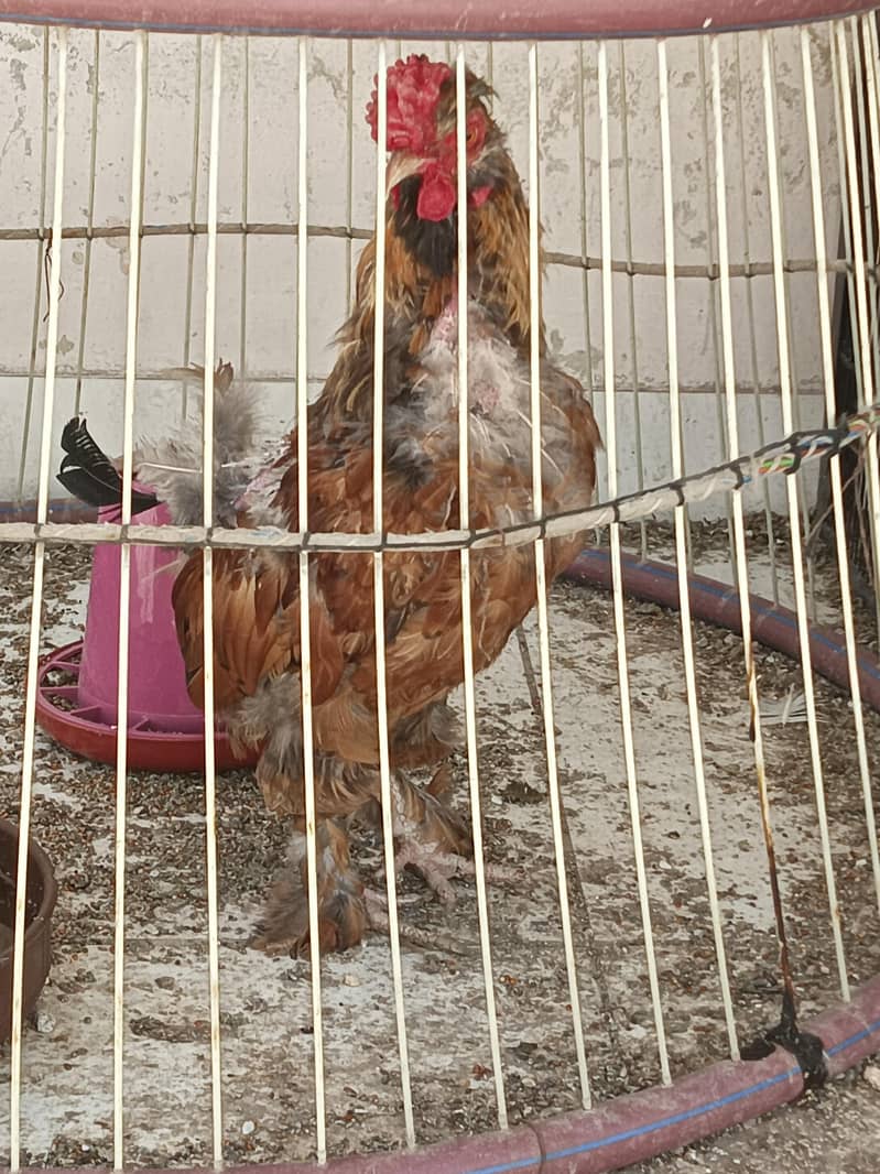 fancy bantams 6