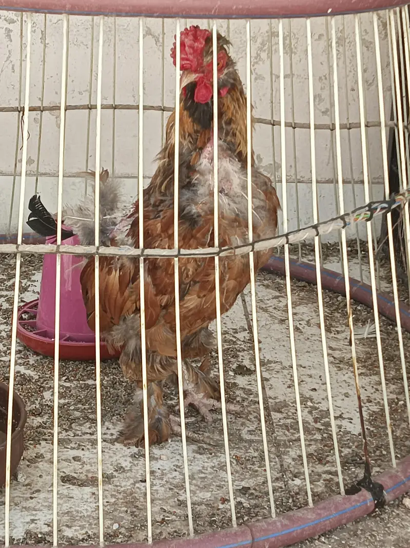 fancy bantams — photo 7