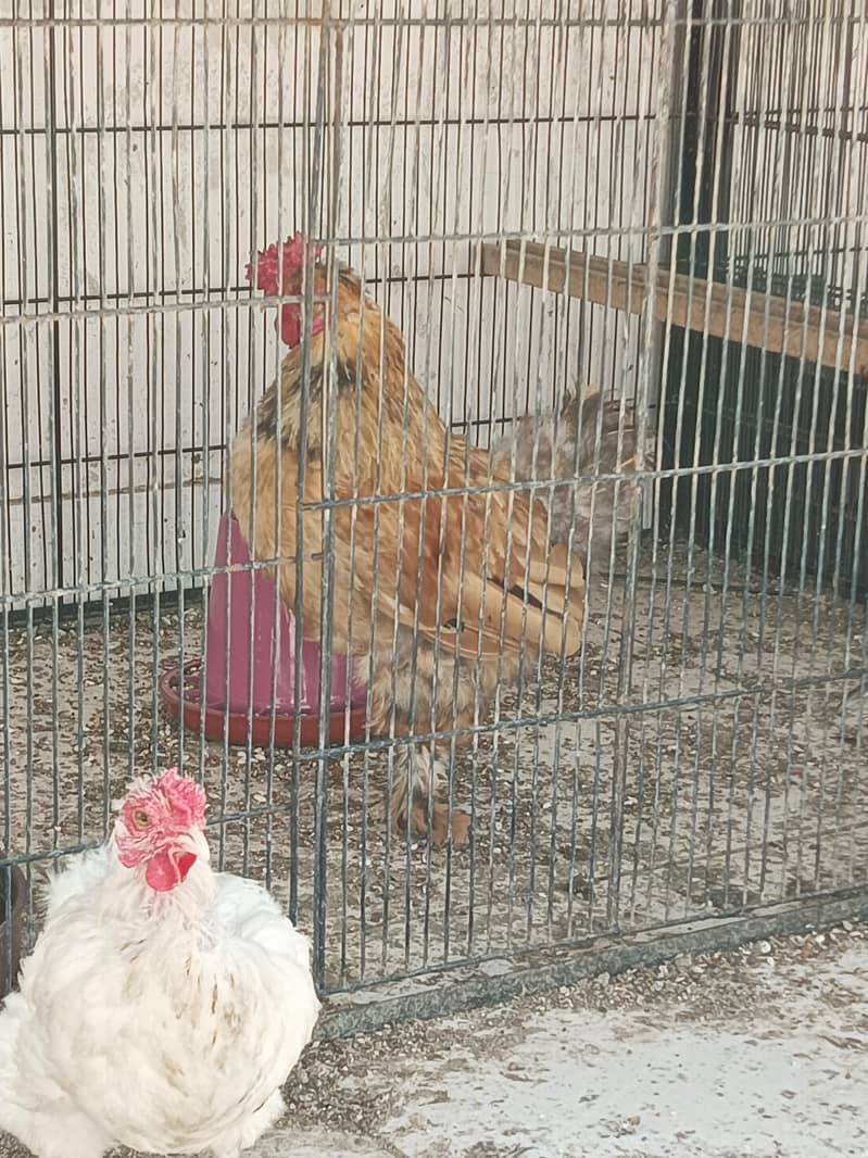 fancy bantams 7