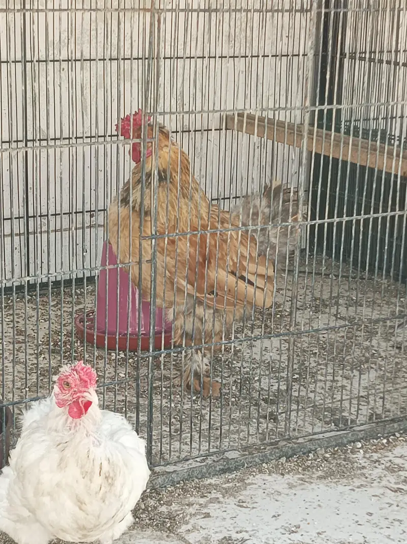 fancy bantams — photo 8