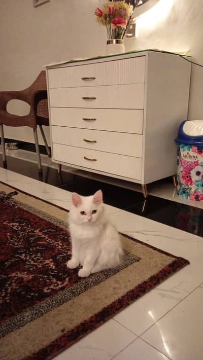 British Scottish cat male vaccinated mother papers available