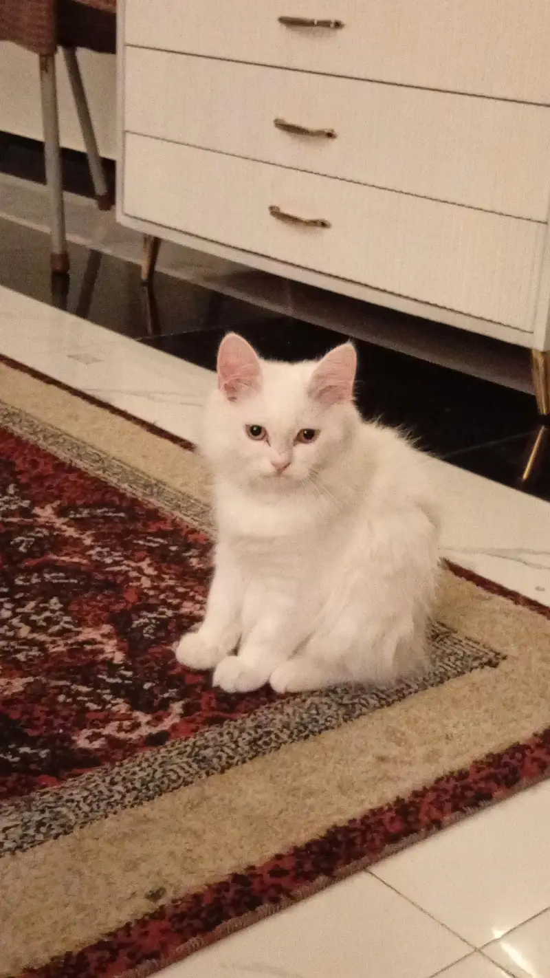 British Scottish cat male vaccinated mother papers available — photo 2