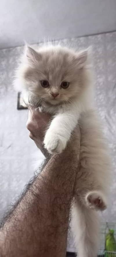 Persian Cat Triple Coat