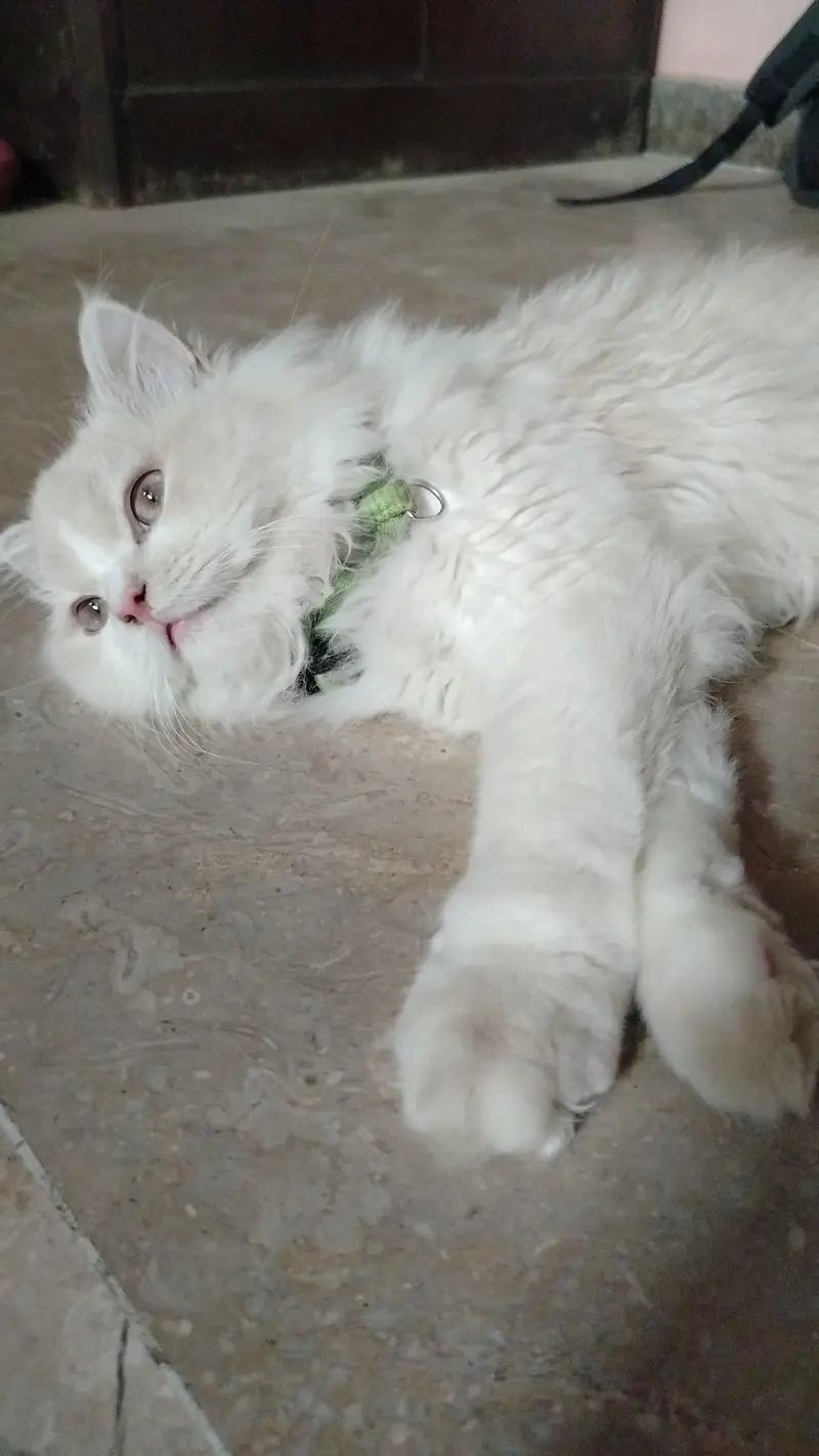 Persian Cat Triple Coat — photo 2