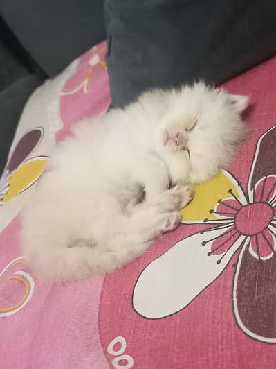 female punch face female kitten 1 month old