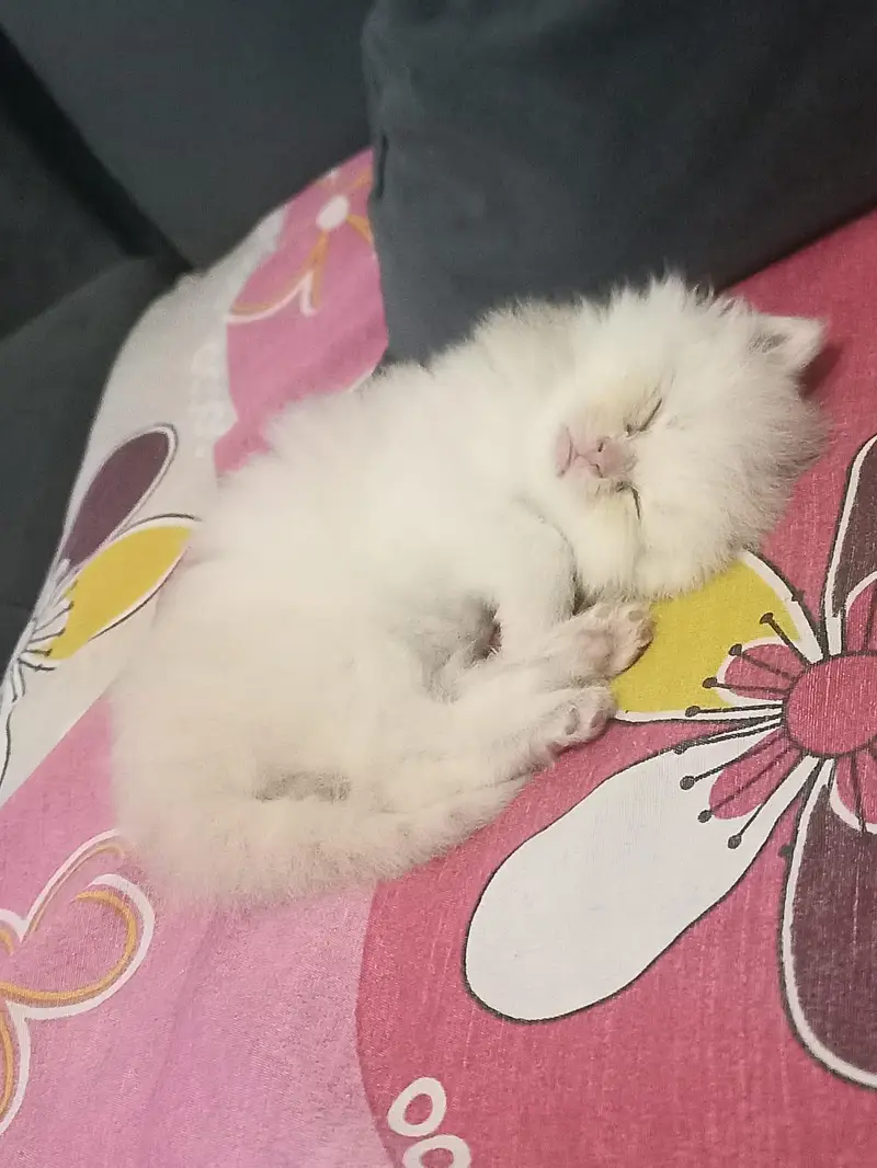 female punch face female kitten 1 month old — photo 2