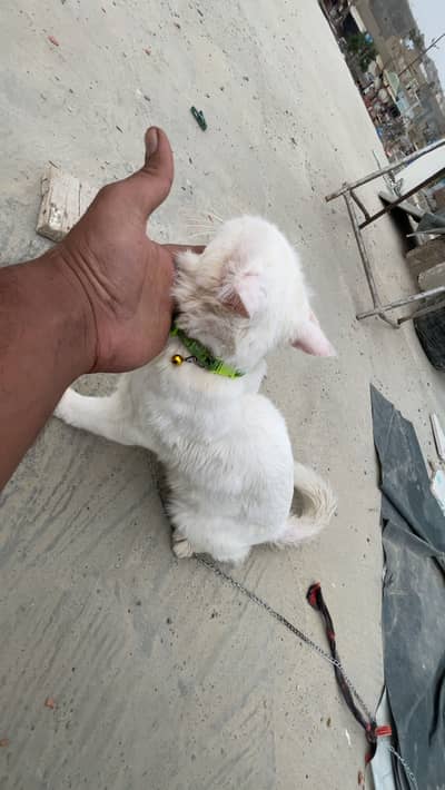 Male cat