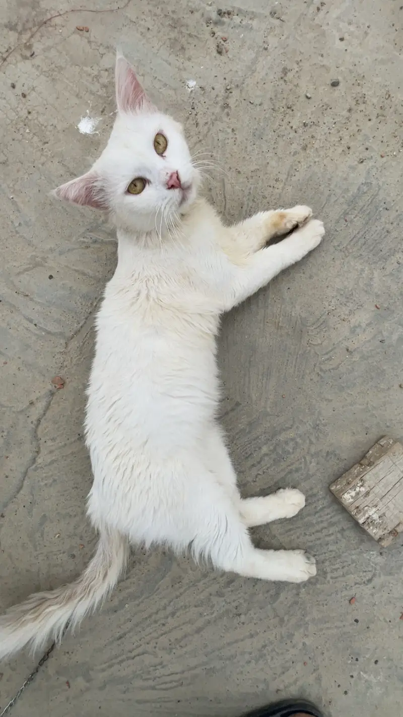 Male cat — photo 2