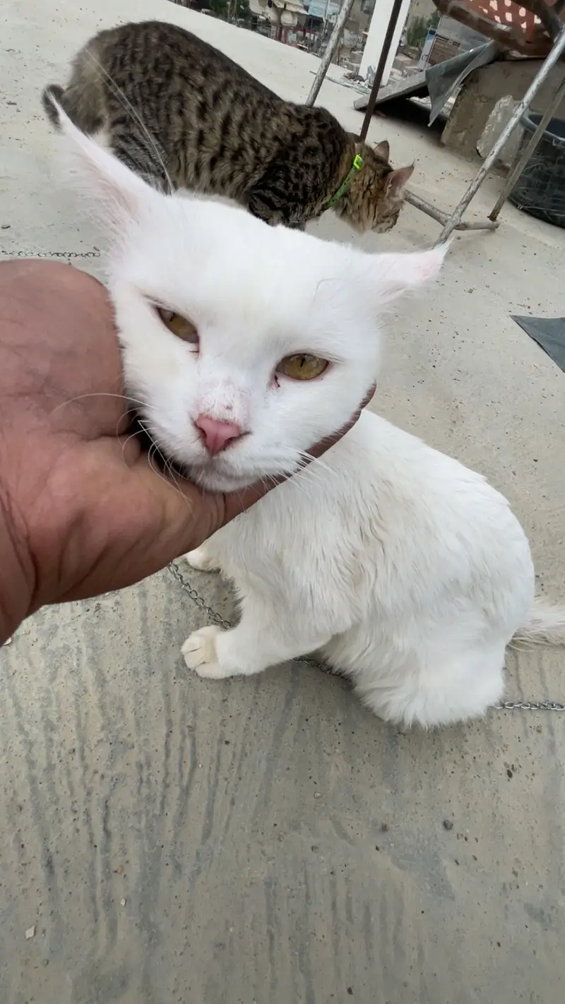 Male cat — photo 3