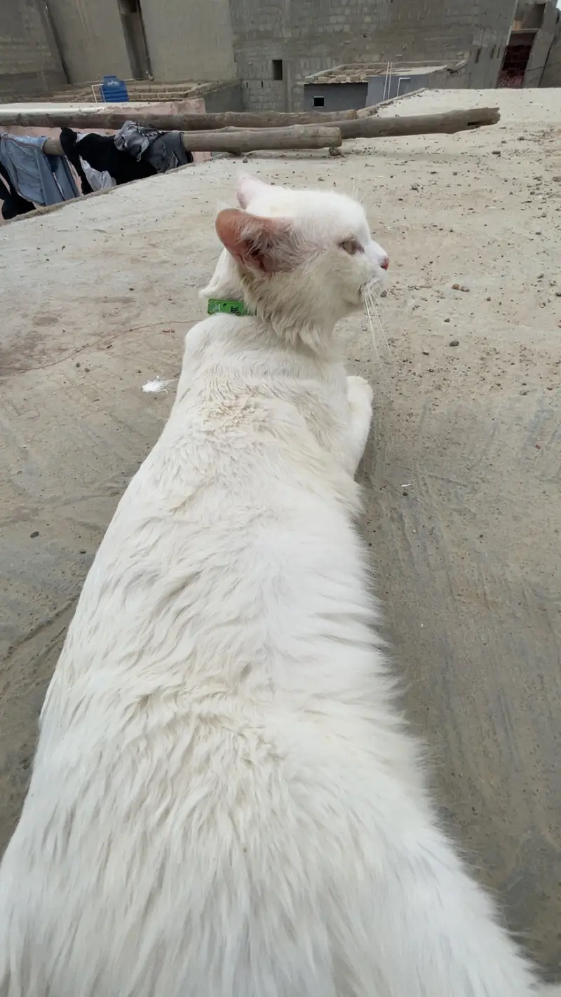 Male cat — photo 4