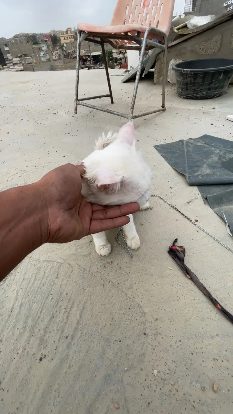 Male cat — photo 5