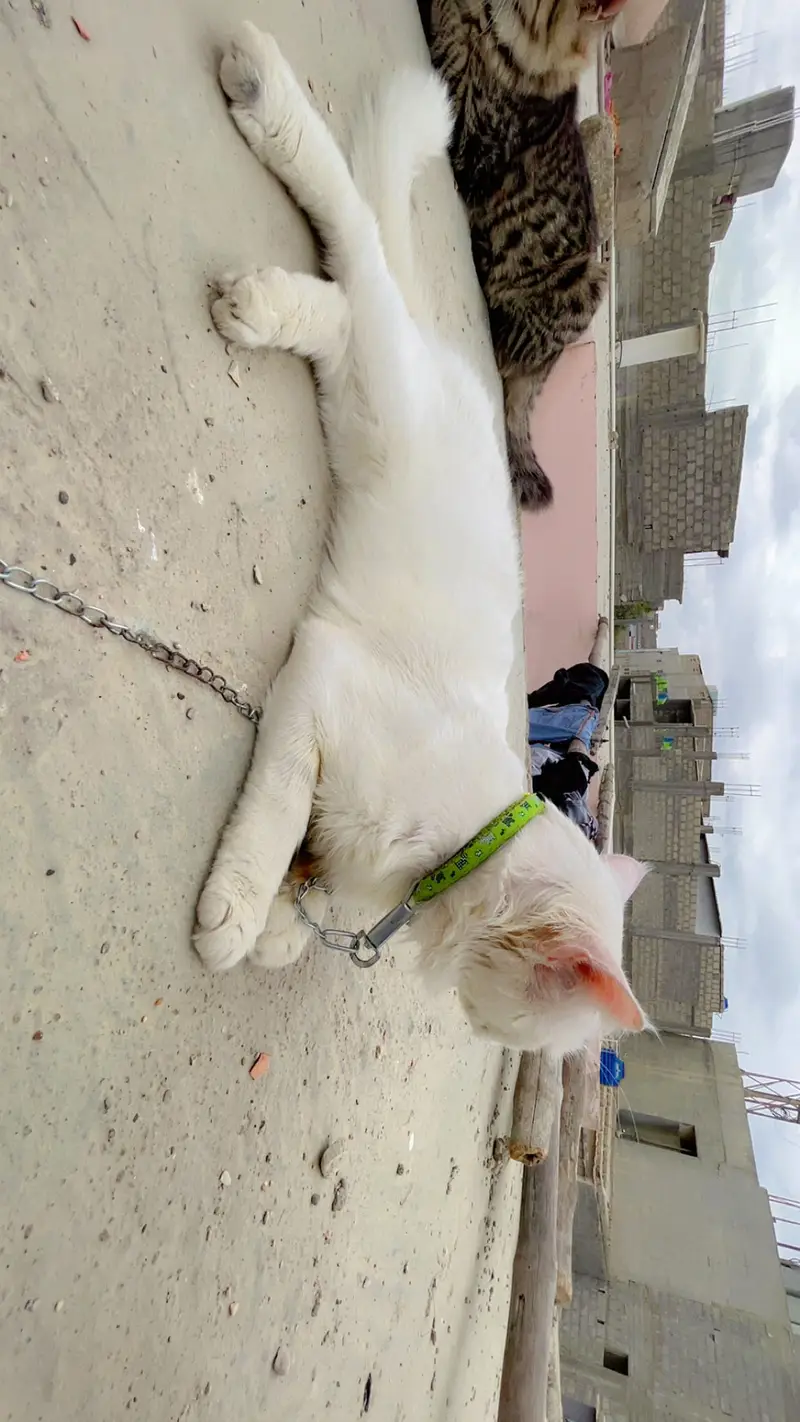 Male cat — photo 6