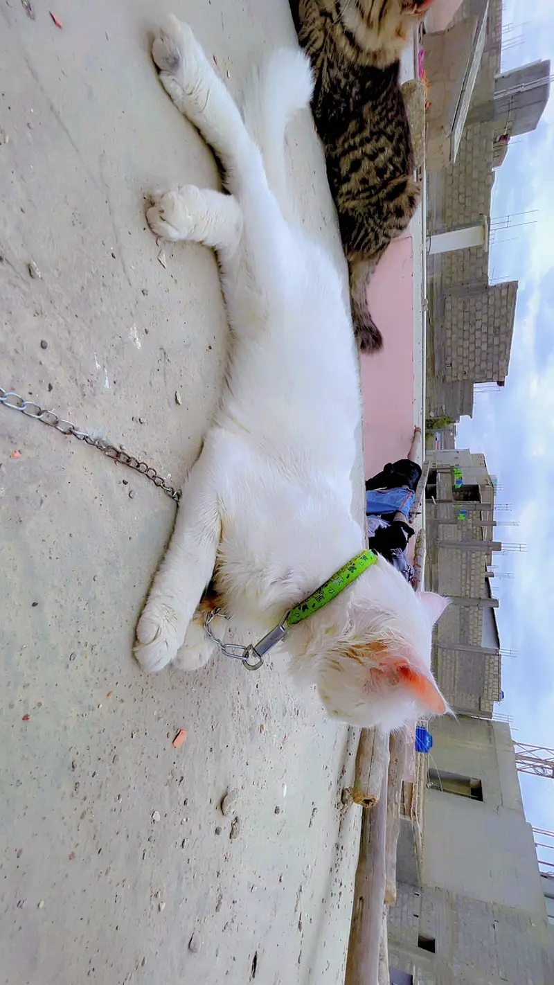 Male cat — photo 7