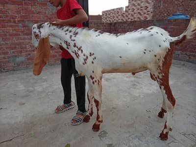 mahki Cinna Bakra for sale