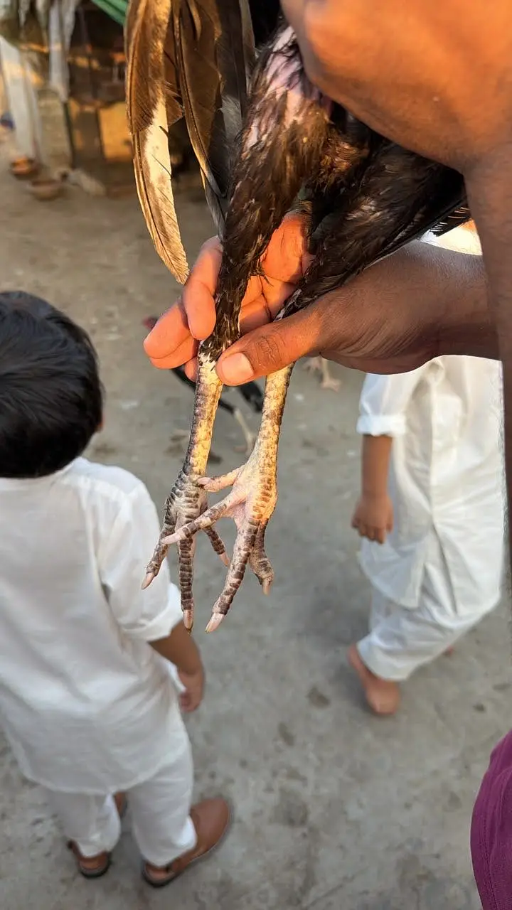 Aseel Thai — photo 4