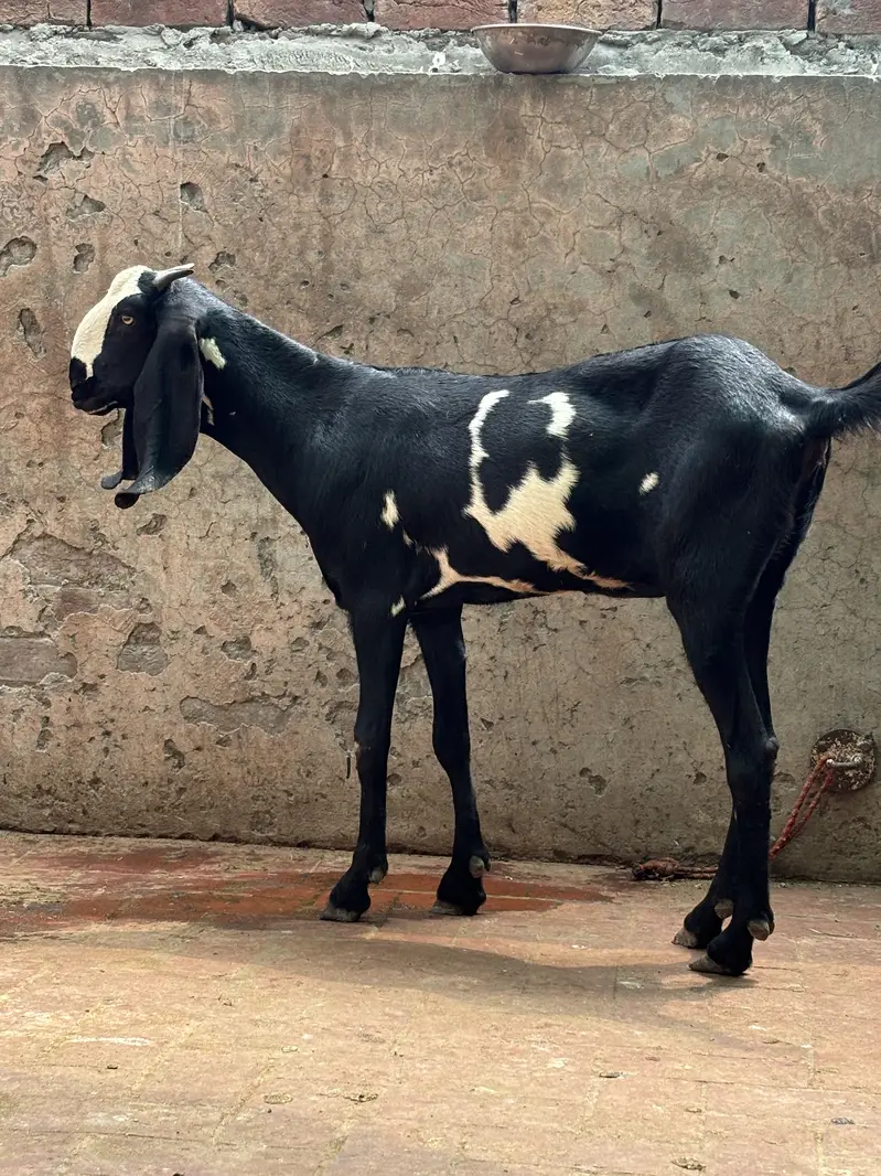 amratsari beetal 2 dant path — photo 4
