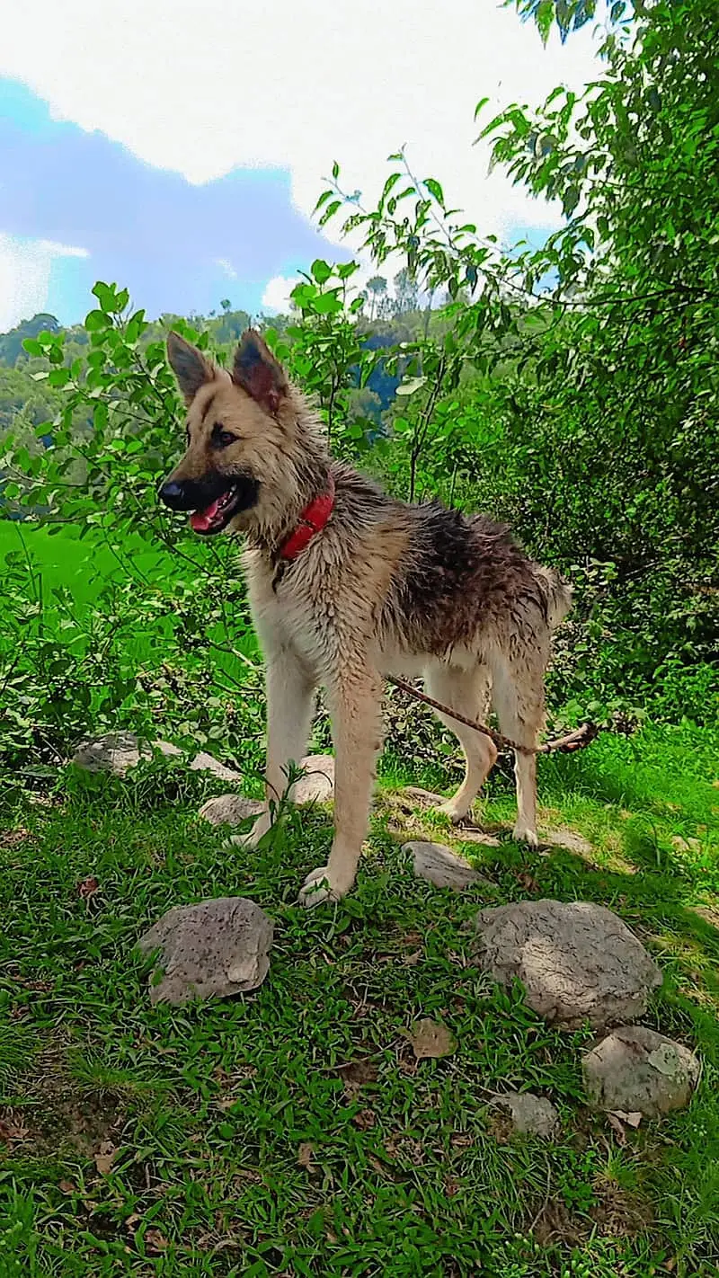 German shepherd | Gsd | German Pup | Puppies |German shepherd for sale — photo 2