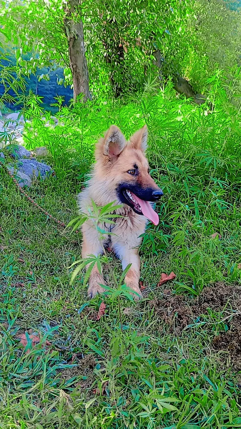 German shepherd | Gsd | German Pup | Puppies |German shepherd for sale — photo 4