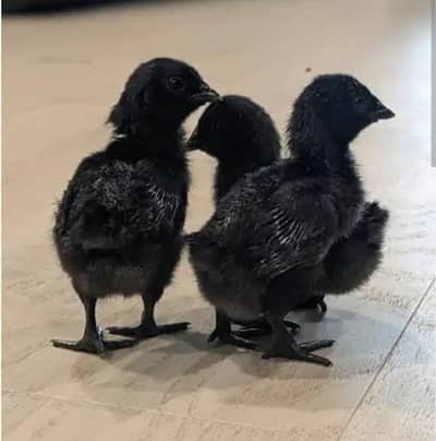 Ayam Cemani Chicks & Eggs Available