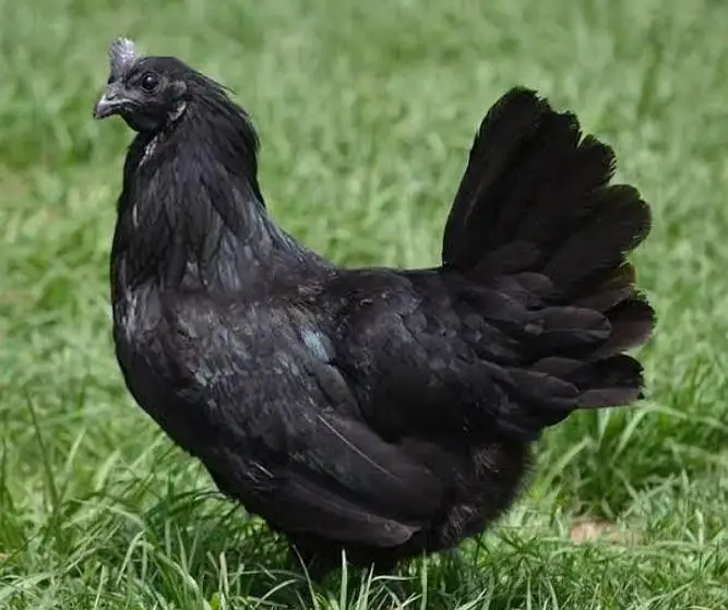 Ayam Cemani Chicks & Eggs Available — photo 2