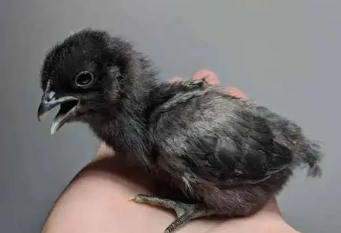 Ayam Cemani Chicks & Eggs Available — photo 3