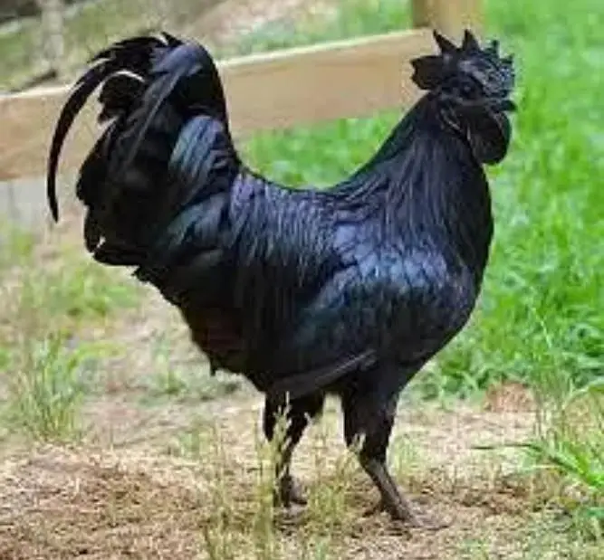 Ayam Cemani Chicks & Eggs Available — photo 4