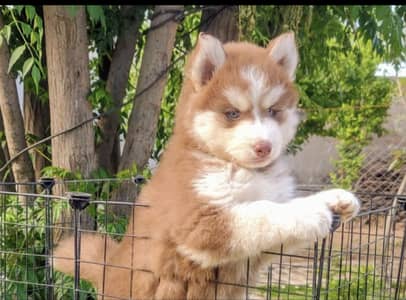 Siberian husky puppies/German Shepherd puppies
