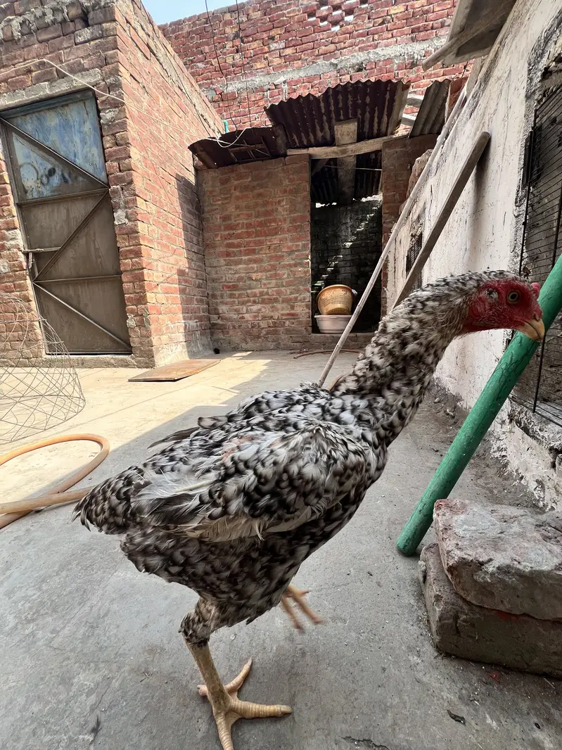 Shamo aseel for sale — photo 2