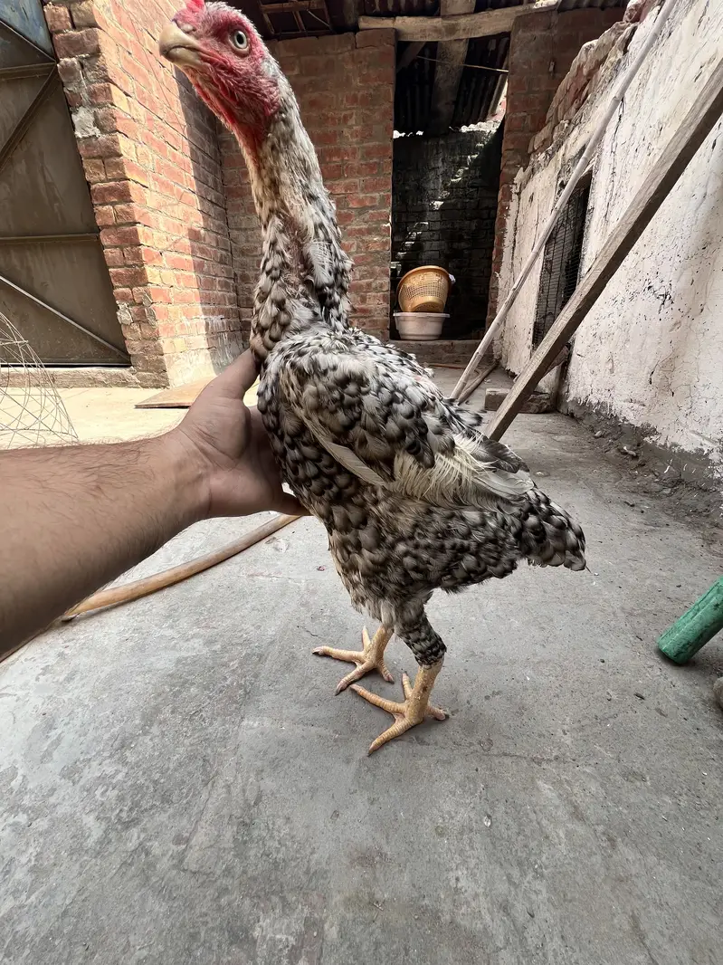 Shamo aseel for sale — photo 3
