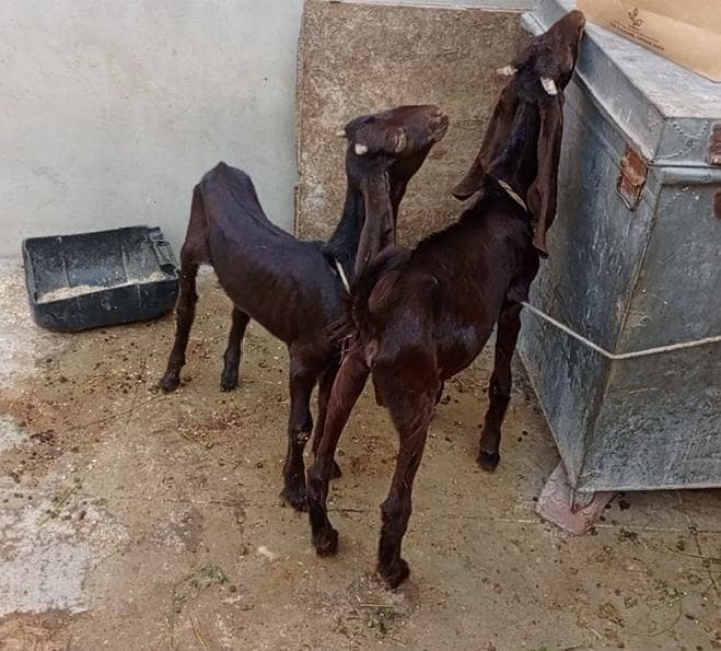 pure patere 3