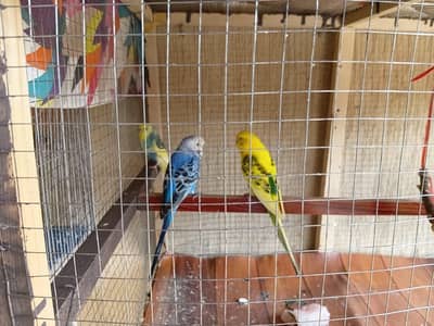 pair of male budgeis