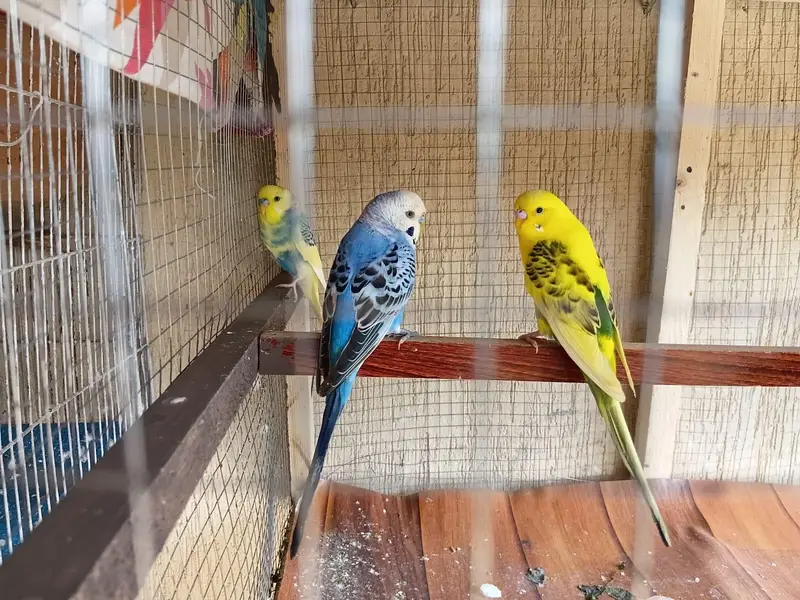 pair of male budgeis — photo 2