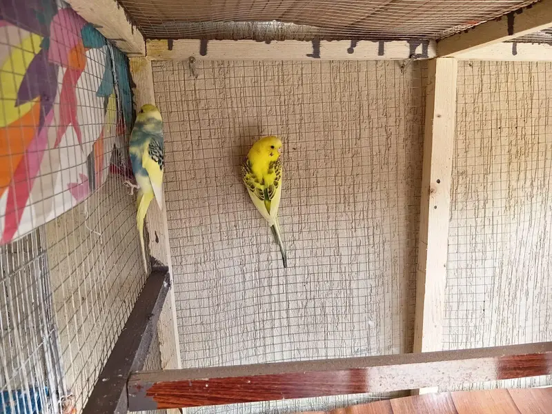 pair of male budgeis — photo 3