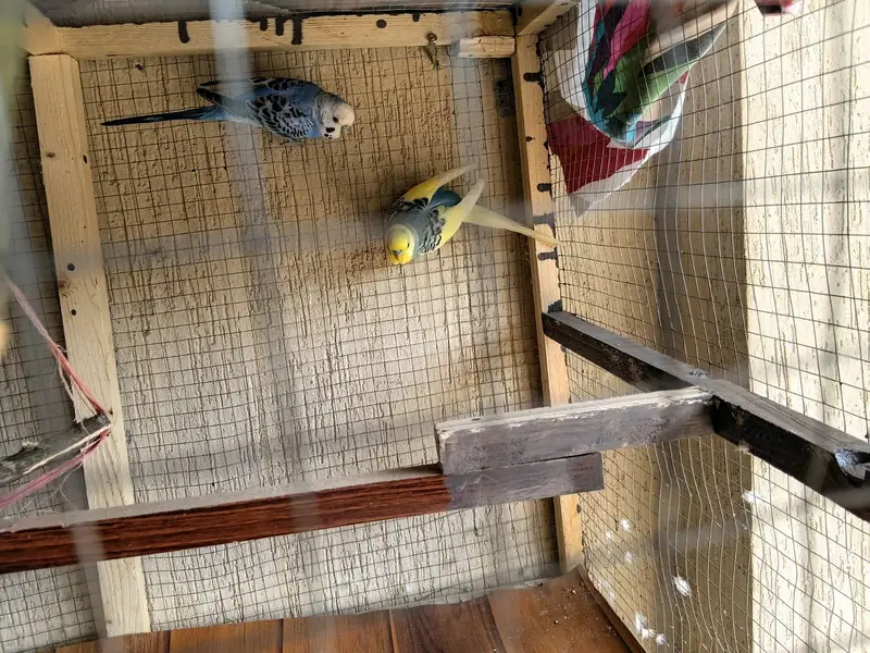 pair of male budgeis — photo 4