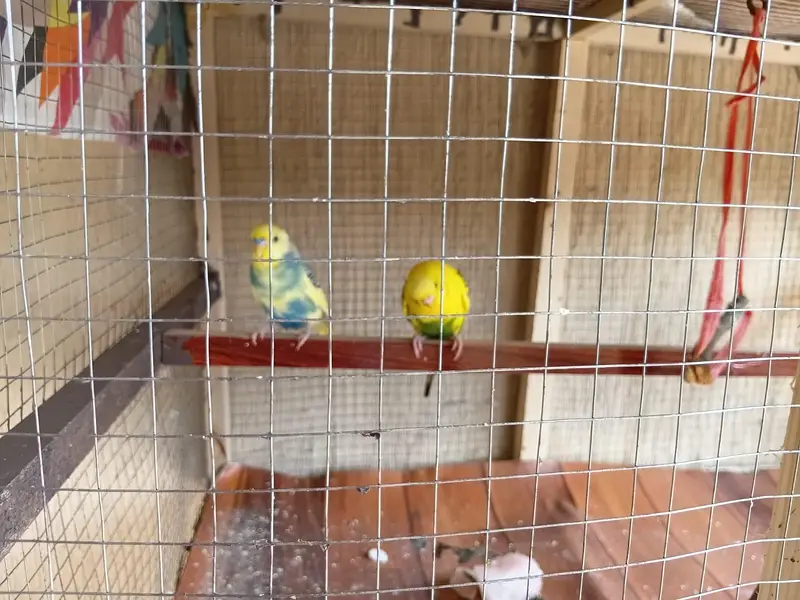 pair of male budgeis — photo 5