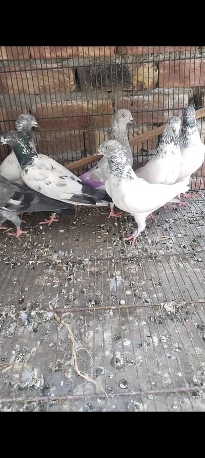 pigeon for sale
