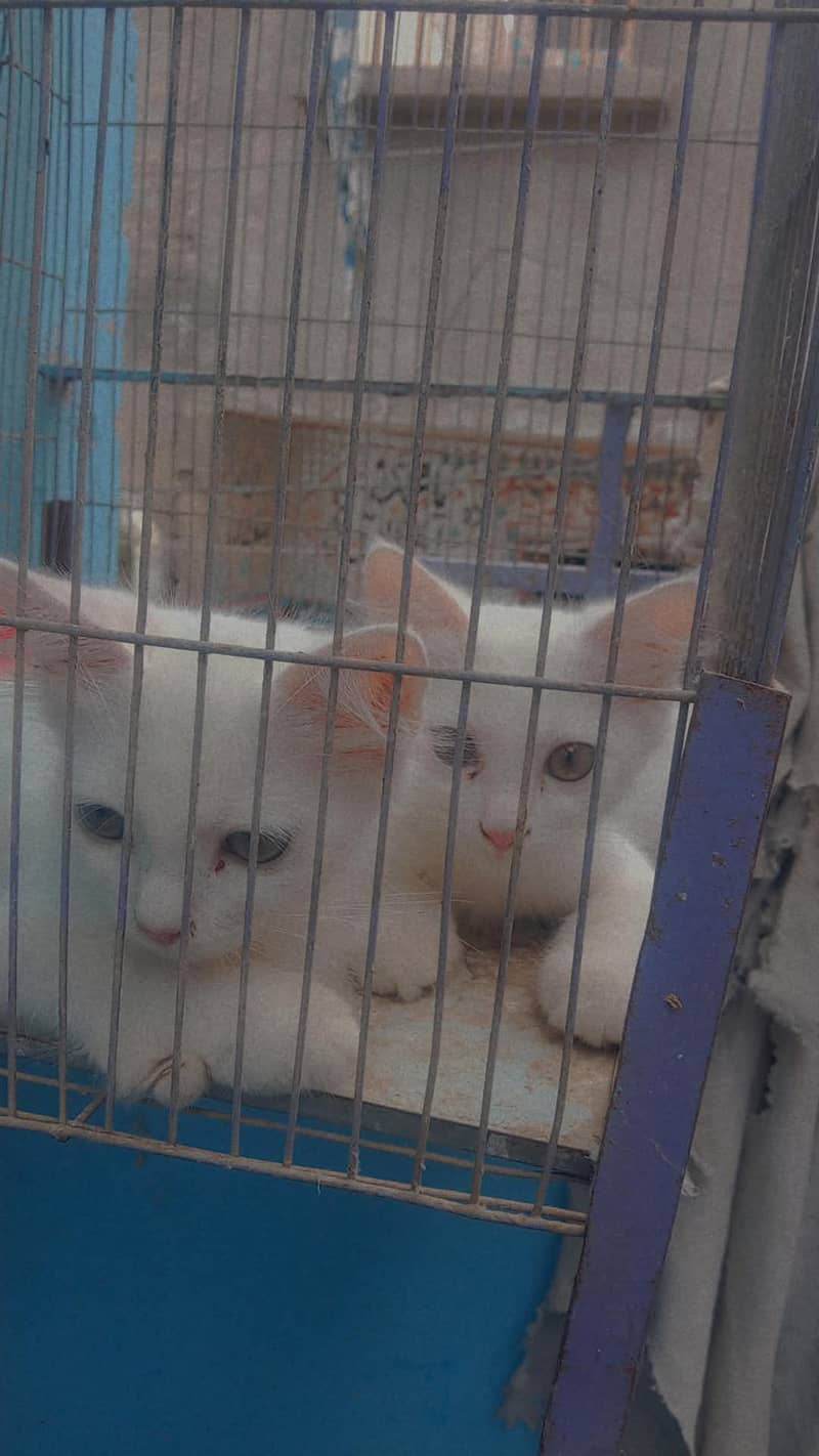 Persian cat 0