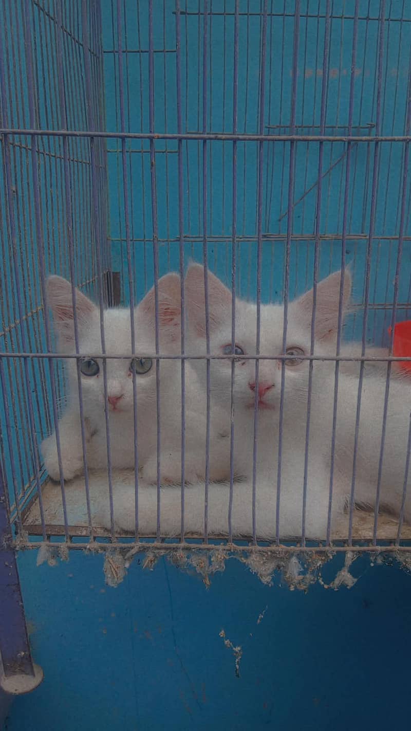 Persian cat 1