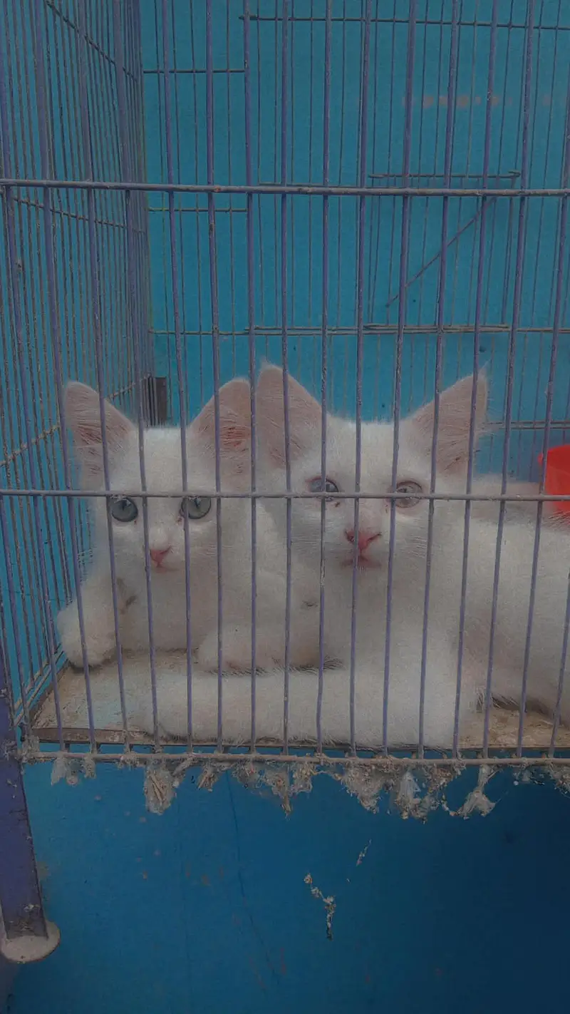 Persian cat baby — photo 2